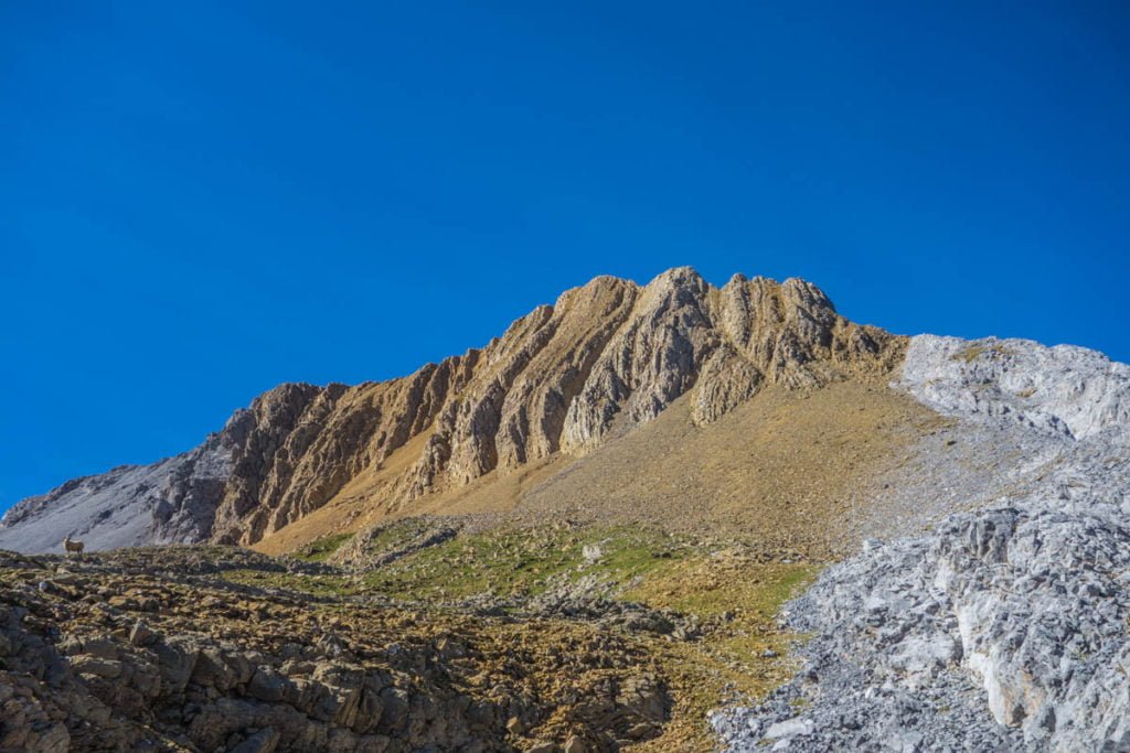 pico otal